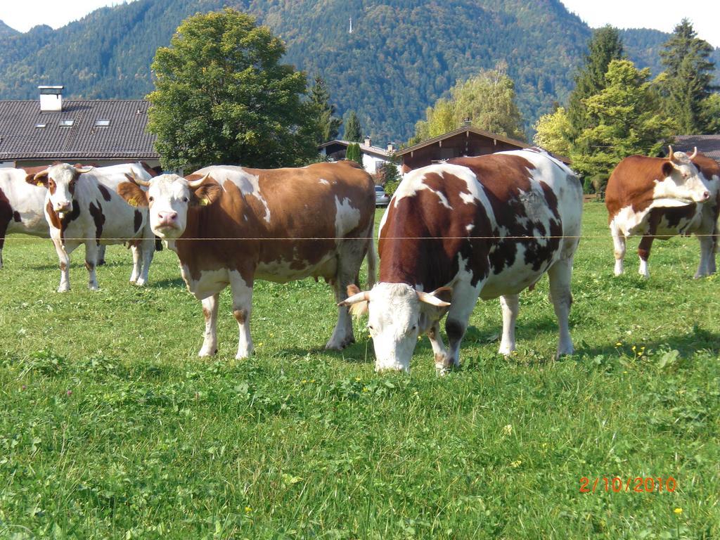 Familien-Bauernhof-Berghammer Rotta Esterno foto