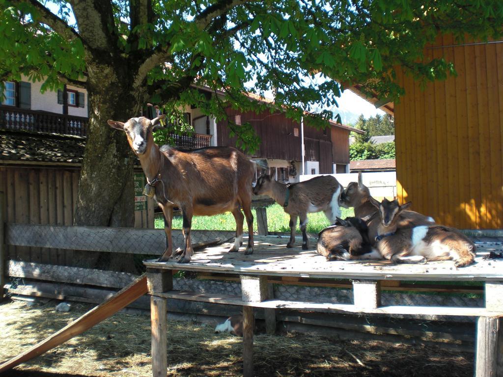 Familien-Bauernhof-Berghammer Rotta Camera foto
